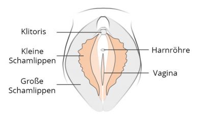 Weibliche ästhetische Intimchirurgie - Schamlippen, Klitoris, Vagina